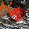 Ministers agreed to reduce fishing efforts for trawlers by 66% in Spanish and French waters and by 38% in Italian waters